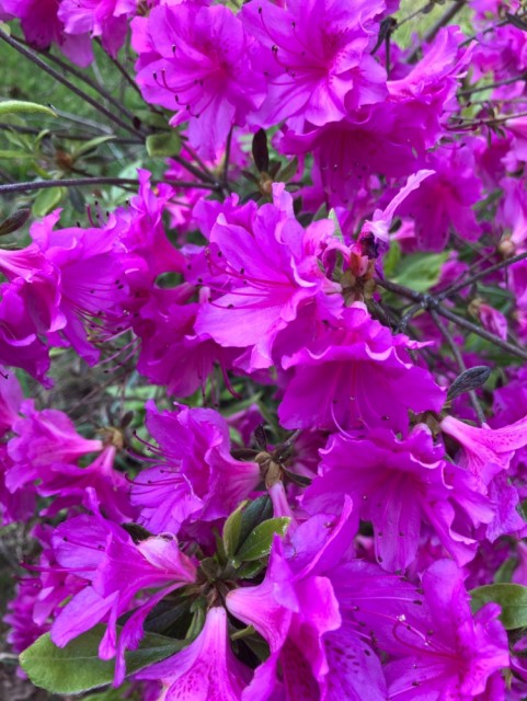 IMG_0245.jpeg