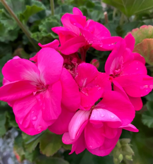 IMG_0635.jpeg