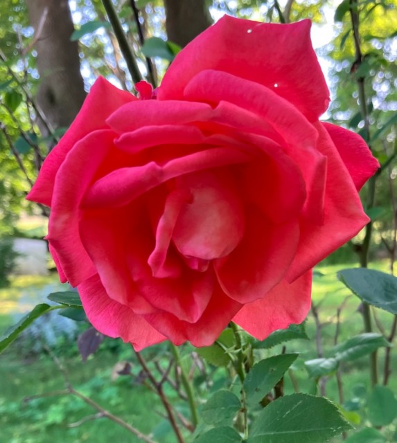 IMG_0654.jpeg