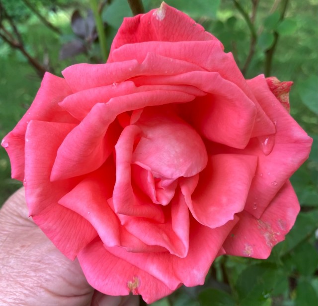 IMG_0673.jpeg