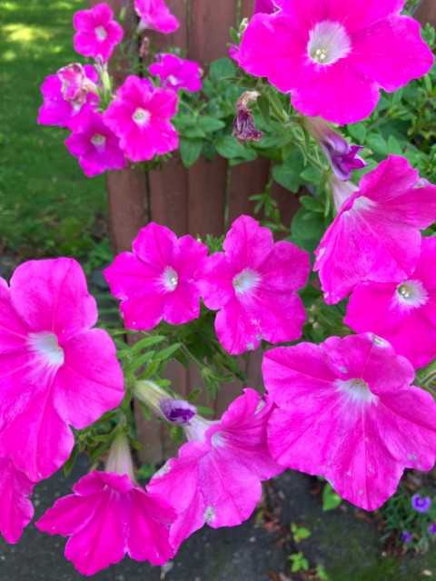 IMG_0785.jpeg