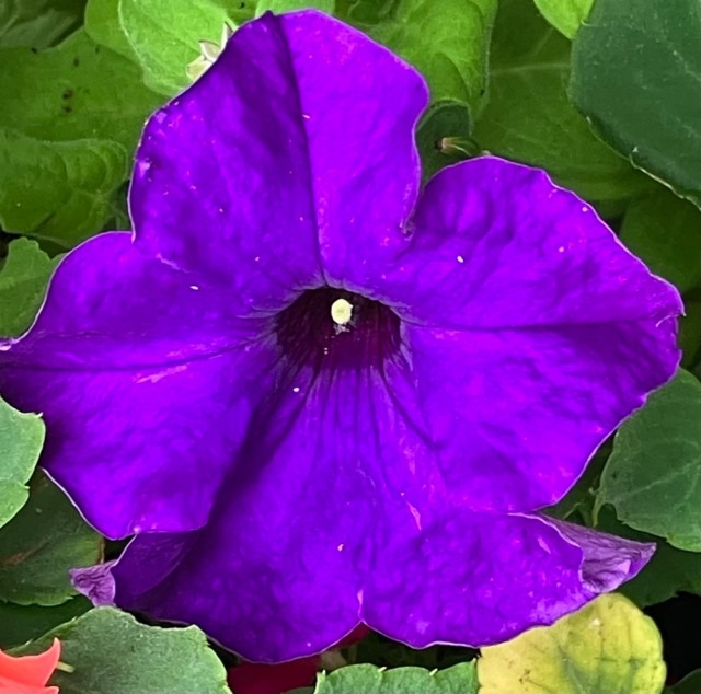 IMG_0792.jpeg