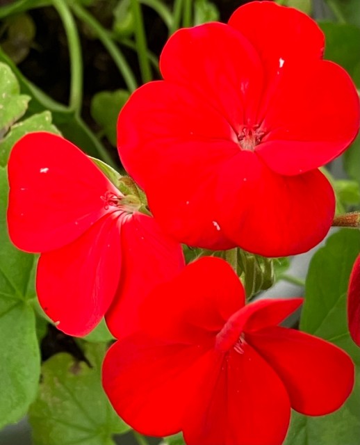 IMG_0789.jpeg