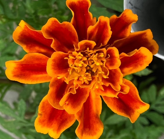 IMG_0788.jpeg