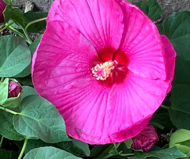 IMG_0949.jpeg