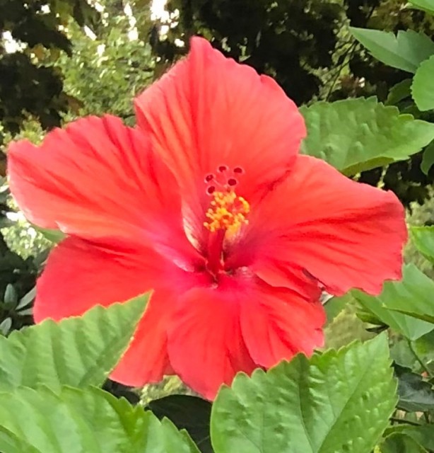 IMG_0965.jpeg