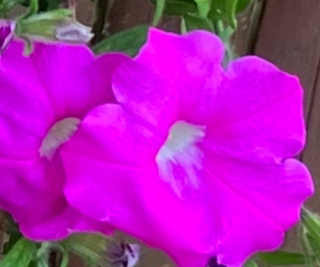 IMG_0963.jpeg