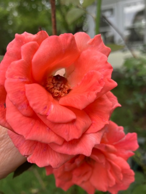 IMG_0968.jpeg