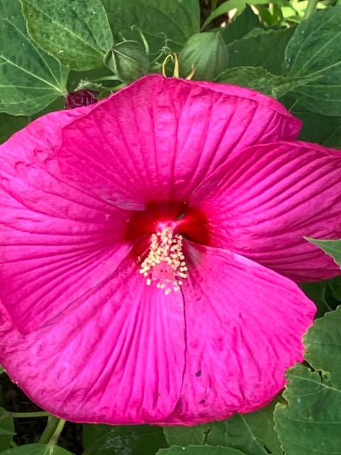 IMG_1004.jpeg
