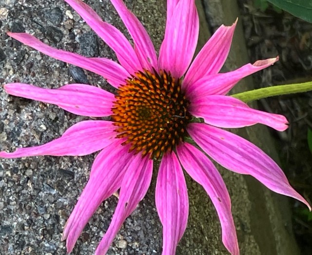 IMG_1003.jpeg