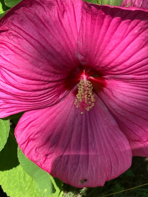 IMG_1001.jpeg