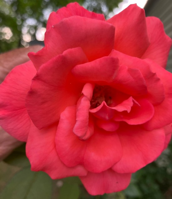 IMG_1010.jpeg