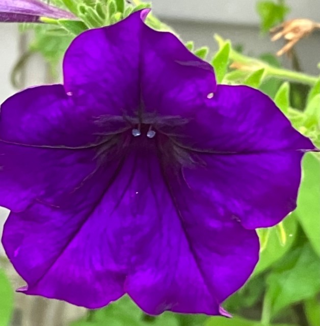 IMG_1013.jpeg