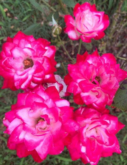 IMG_1036.jpeg