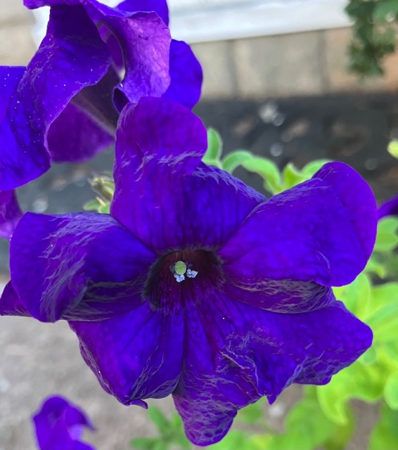 IMG_1097.jpeg