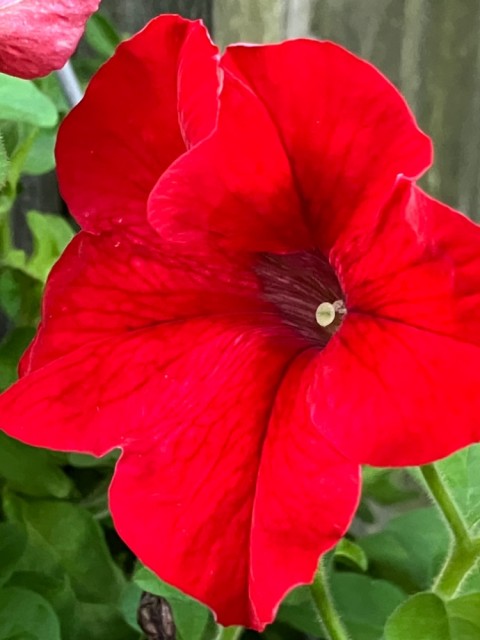 IMG_1136.jpeg