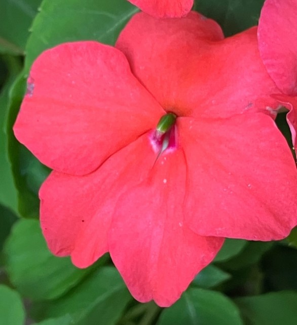 IMG_1133.jpeg