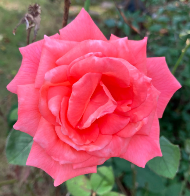 IMG_1364.jpeg