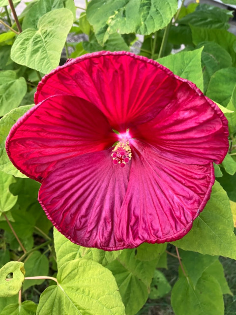 IMG_1441.jpeg