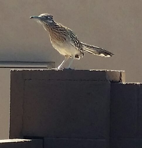 Roadrunner.jpg