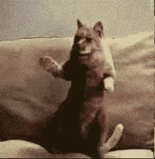 tmp.gif