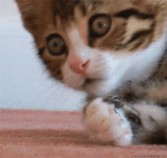 tmp.gif