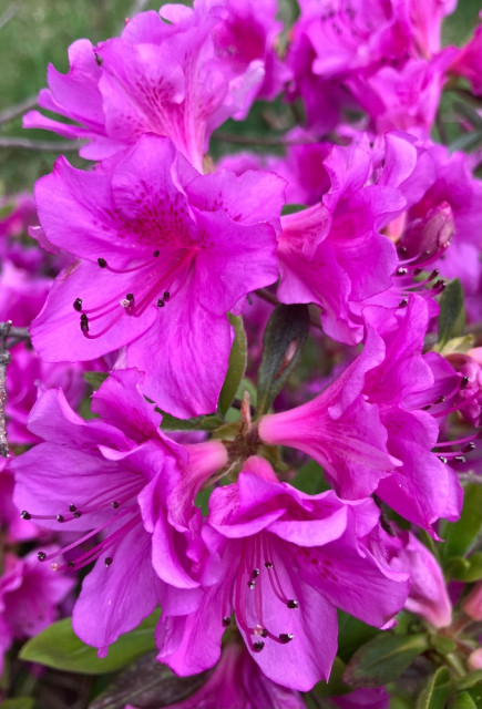 IMG_3670.jpeg