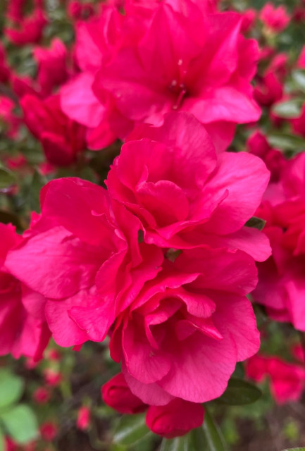 IMG_3684.jpeg