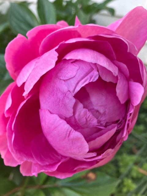 IMG_4036.jpeg