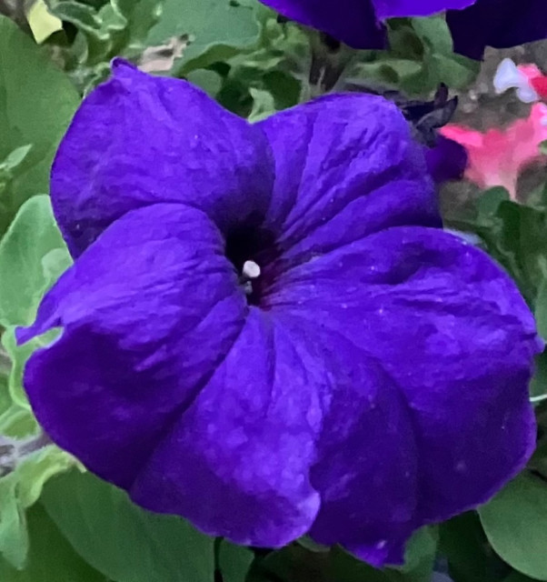 IMG_4063.jpeg