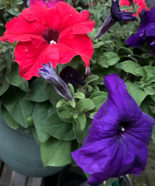 IMG_4073.jpeg