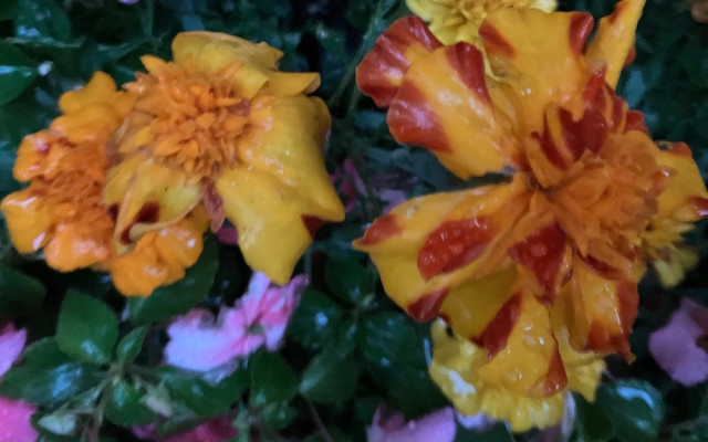 IMG_4072.jpeg