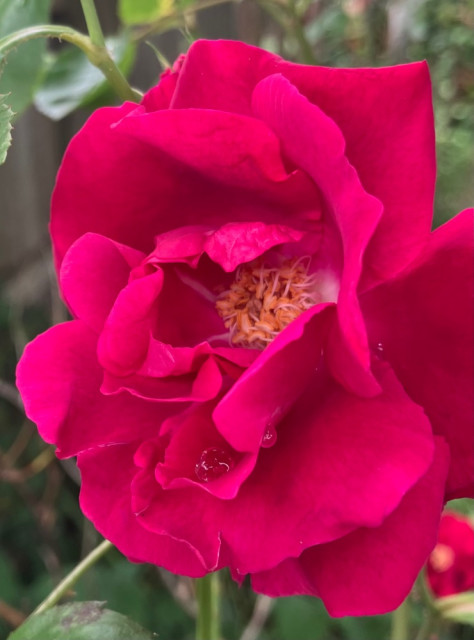IMG_4076.jpeg