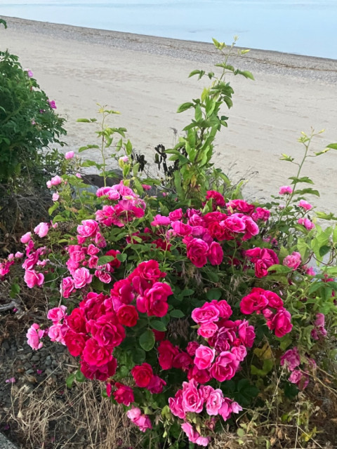 IMG_4138.jpeg