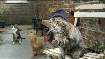 tmp.gif