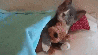 tmp.gif