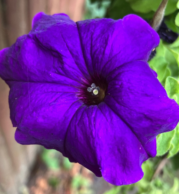 IMG_4309.jpeg