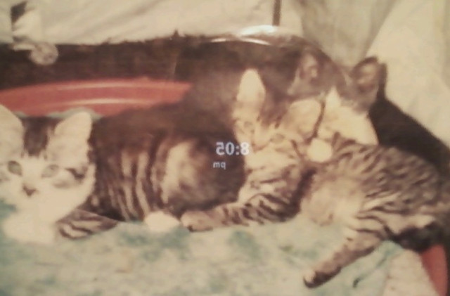 IMG_0018.jpeg