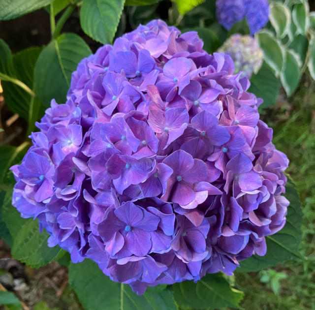IMG_4379.jpeg