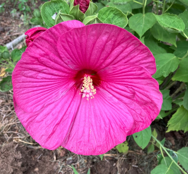 IMG_4634.jpeg