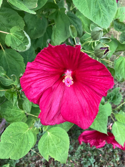 IMG_4633.jpeg