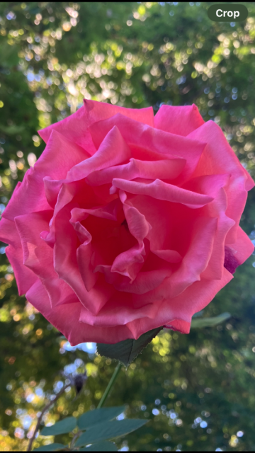 IMG_5435.png