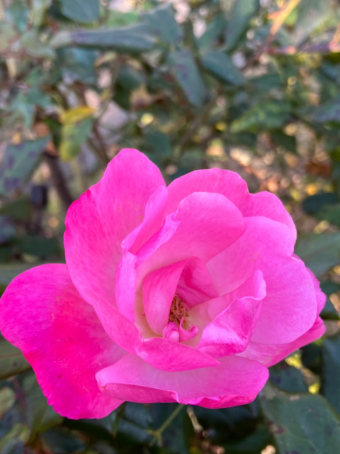 IMG_5727.jpeg