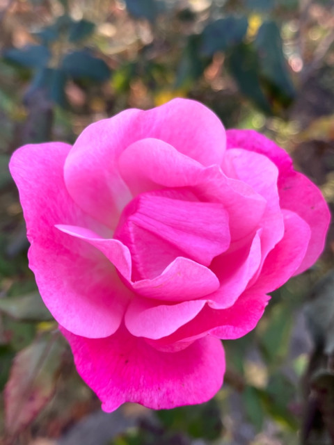 IMG_5726.jpeg