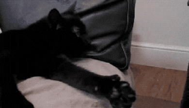 tmp.gif