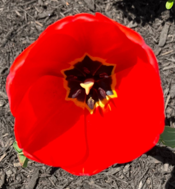 IMG_6973.jpeg