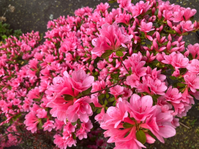 IMG_7111.jpeg