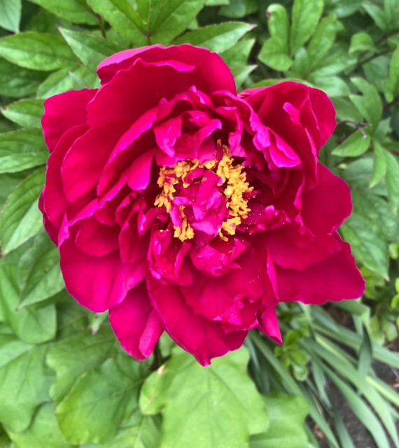 IMG_7334.jpeg