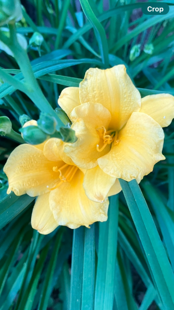 IMG_7393.png