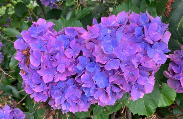 IMG_7722.jpeg